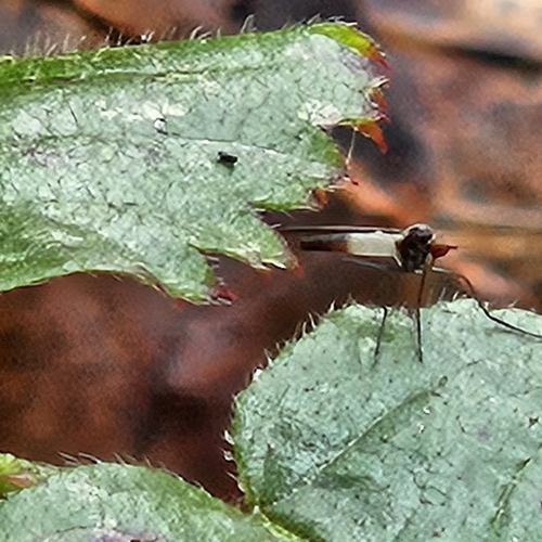 Unknown species found near Wilsonville, OR, USA