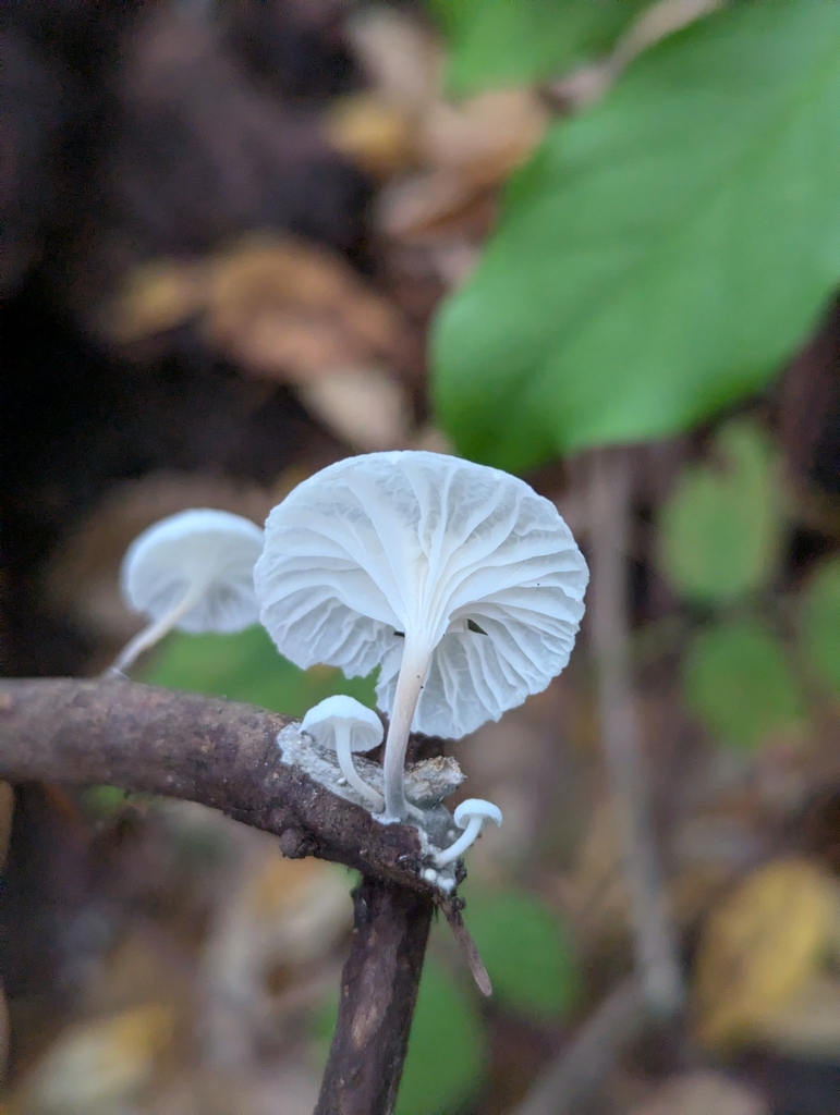 Marasmiellus candidus · November 2025 · photo: © markandrews1 (iNaturalist, cc-by)