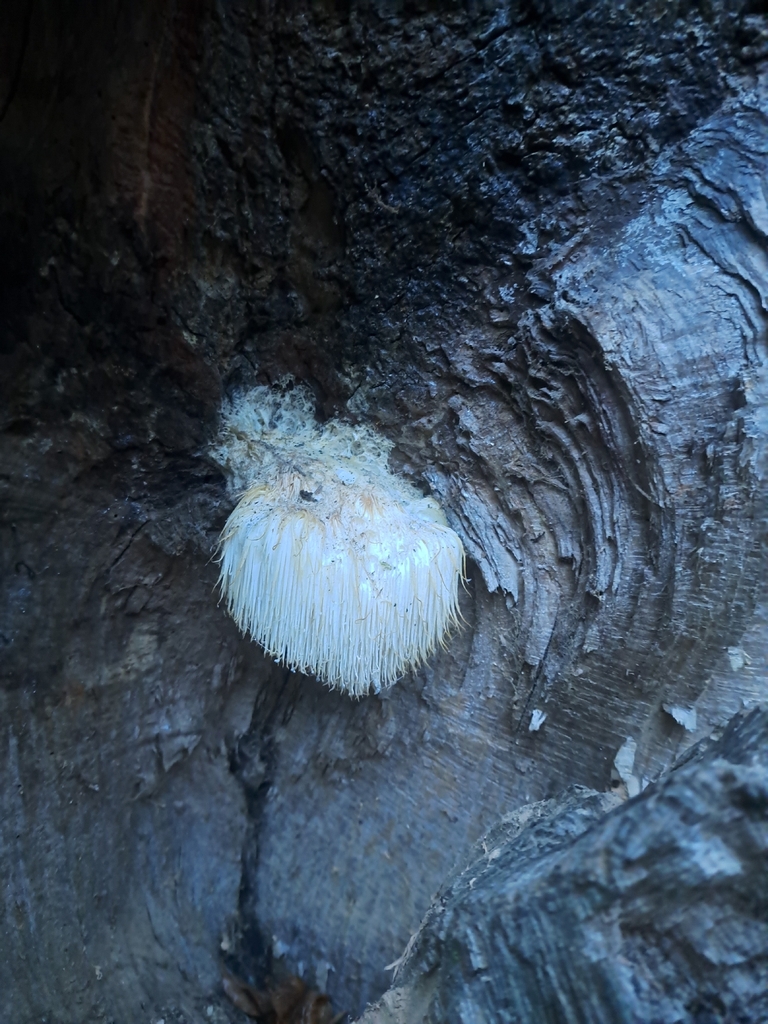 Hericium erinaceus · November 2025 · photo: © ionafraser (iNaturalist, cc-by)
