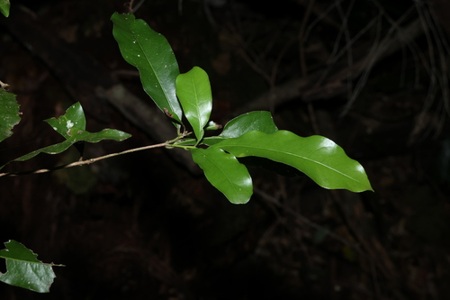 Beilschmiedia obtusifolia, photograph 3