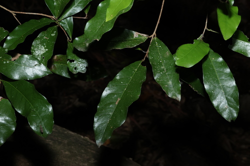 Beilschmiedia obtusifolia, photograph 4