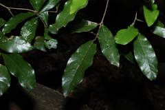 Beilschmiedia obtusifolia, photograph (c) Greg Tasney, some rights reserved (CC BY-SA)