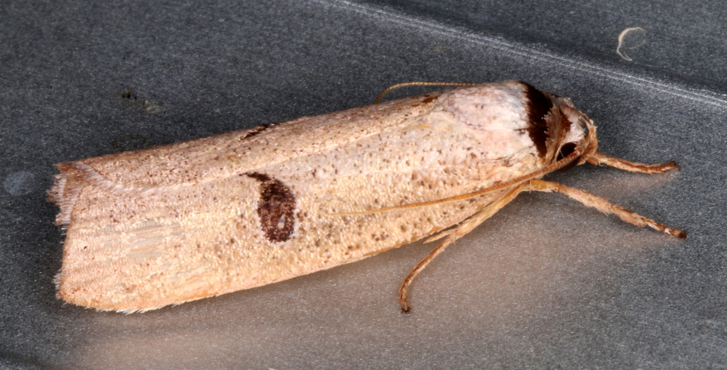 Pilostibes stigmatias
