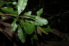 Beilschmiedia obtusifolia, photograph (c) Greg Tasney, some rights reserved (CC BY-SA)