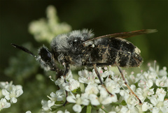 Stratiomys longicornis