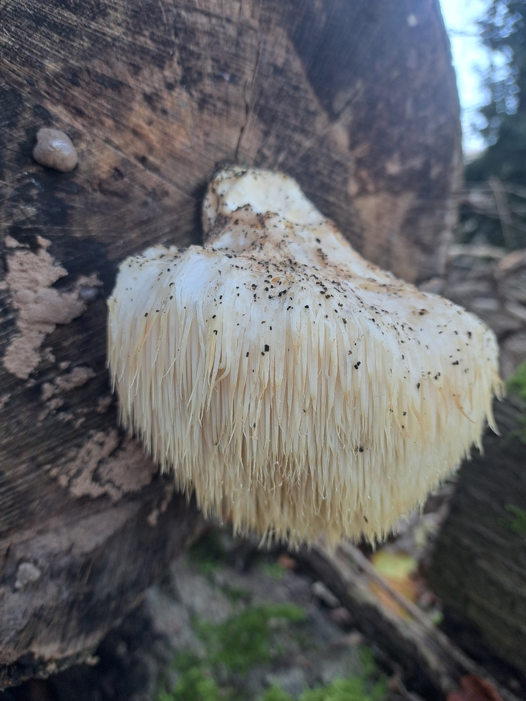 Hericium erinaceus · November 2025 · photo: © ionafraser (iNaturalist, cc-by)