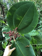Miconia paleacea