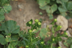 Lepidium bipinnatifidum