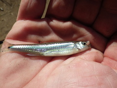 Notropis leuciodus