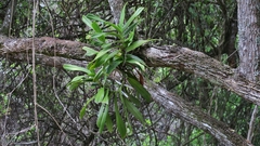 Cyrtorchis arcuata arcuata