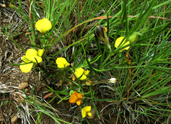 Argyrolobium harveyanum