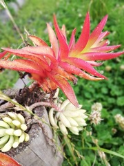 Crassula