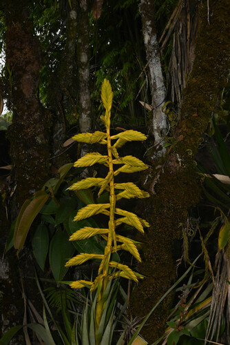 Tillandsia oerstediana, photograph 4