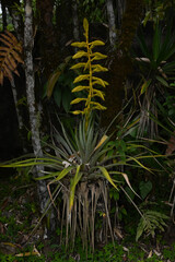 Tillandsia oerstediana, photograph (c) Anders Hastings, some rights reserved (CC BY)