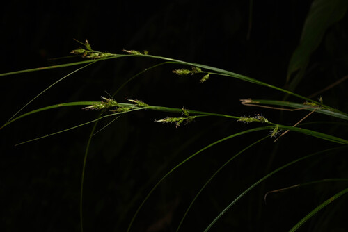 Caribbean sedge (Carex polystachya)