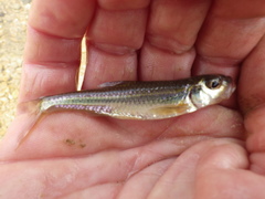 Notropis leuciodus