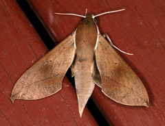 Theretra indistincta