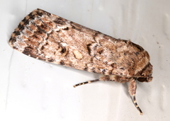Spodoptera umbraculata
