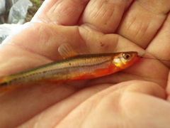Notropis leuciodus