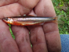 Notropis leuciodus