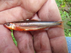 Notropis leuciodus