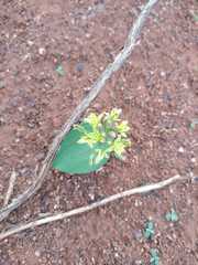 Eriospermum corymbosum