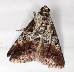 Orthaga rubridiscalis