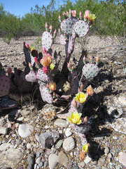 Opuntia azurea diplopurpurea