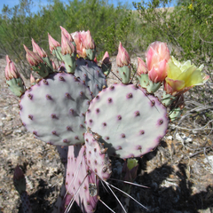 Opuntia azurea diplopurpurea