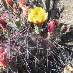 Opuntia azurea diplopurpurea