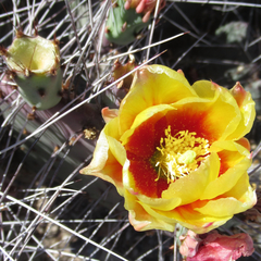 Opuntia azurea diplopurpurea