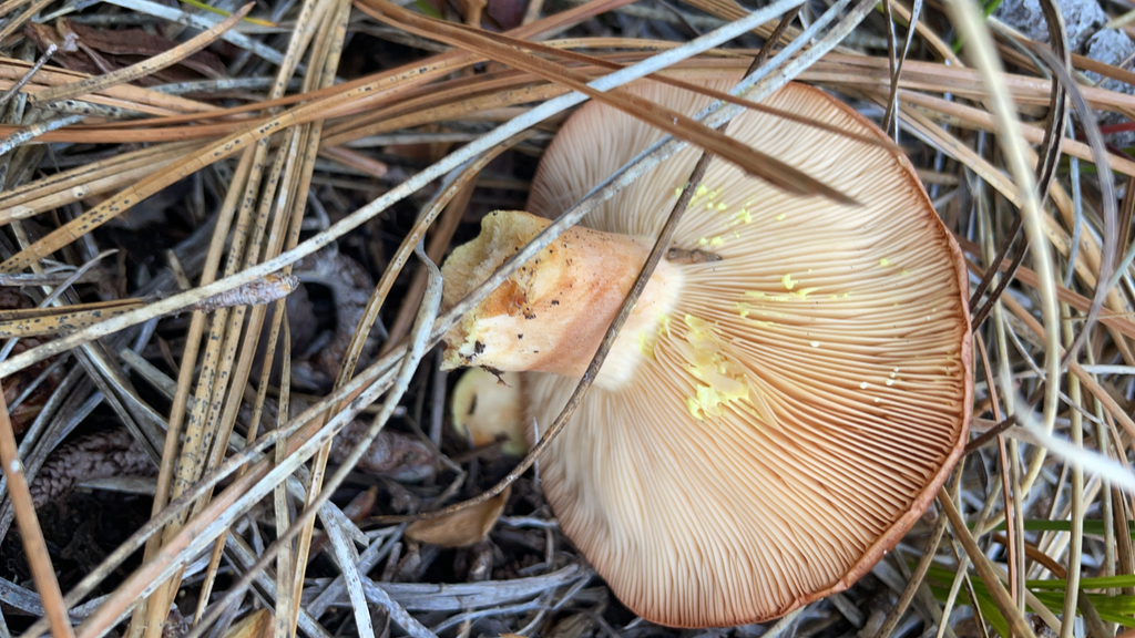 Lactarius xanthogalactus · November 2025 · photo: © elmiraponti (iNaturalist, cc0)