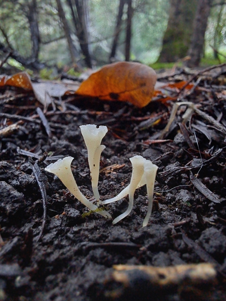 Clavicorona taxophila · November 2025 · photo: © ionafraser (iNaturalist, cc-by)