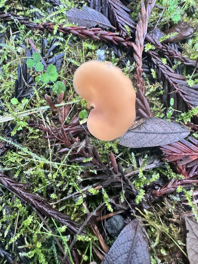 Guepinia helvelloides · November 2025 · photo: © katrinamccollough (iNaturalist, cc0)
