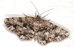 Hypomecis externaria