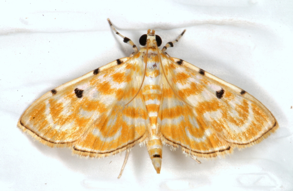Notarcha