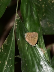 Arhopala sublustris