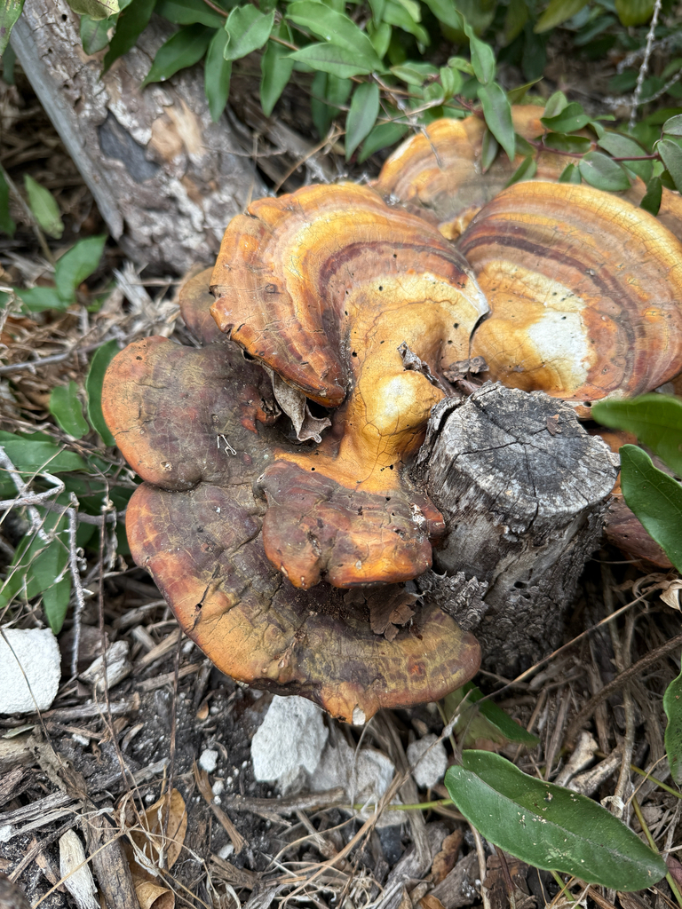 Ganoderma curtisii · November 2025 · photo: © idclaire (iNaturalist, cc-by)