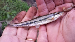 Erimystax dissimilis