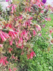 Fuchsia boliviana
