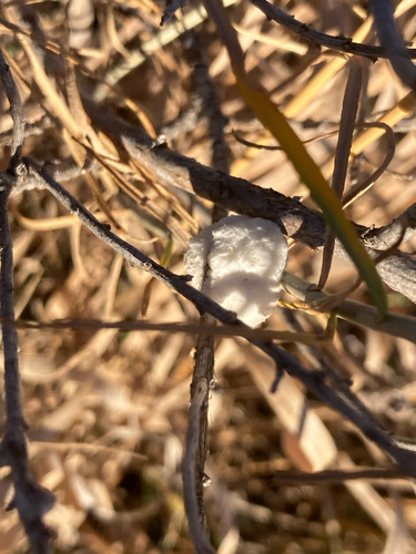 Unknown species found near Littleton, CO, US