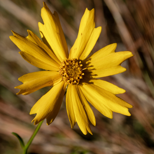 large-flowered tickseed (Coreopsis grandiflora)