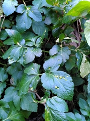 Puccinia smyrnii