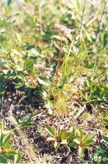 Ostericum tenuifolium