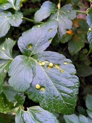 Puccinia smyrnii