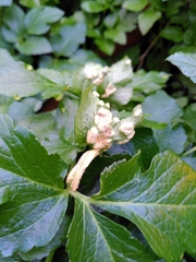 Puccinia smyrnii