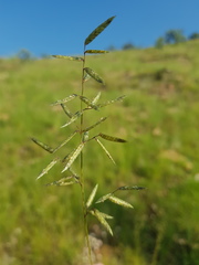 Eragrostis nindensis