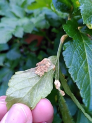 Puccinia smyrnii