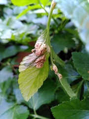 Puccinia smyrnii