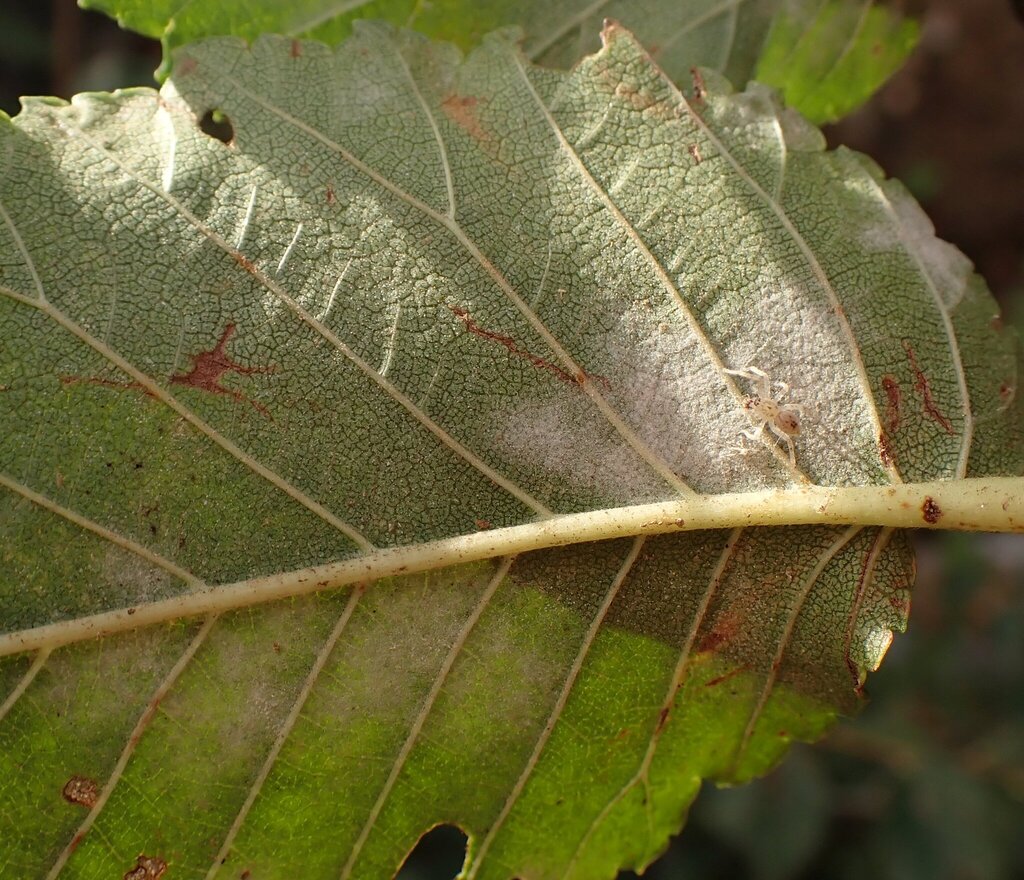 Phyllactinia nivea